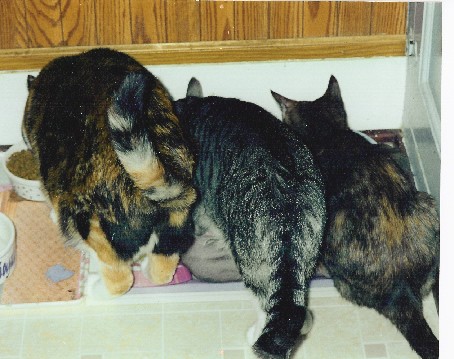 Mina, Spider & Blair